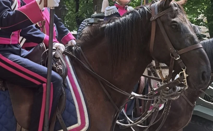 Zaginął koń ułanów. Niecodzienne poszukiwania w Krakowie